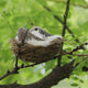Artificial Birds & Nest & Egg