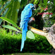 Garden Decoration Simulation Parrot Miniature Sculpture