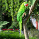 Garden Decoration Simulation Parrot Miniature Sculpture